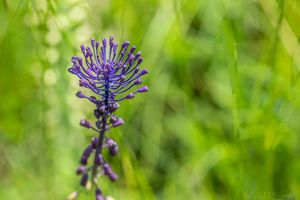 Modřenec chocholatý (Muscari comosum)