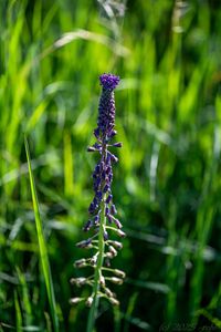 Modřenec chocholatý (Muscari comosum)