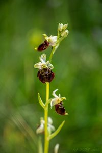 Tořič čmelákovitý Holubyho (Ophrys holubyana András.)