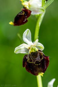 Tořič čmelákovitý Holubyho (Ophrys holubyana András.)
