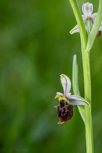 Tořič čmelákovitý Holubyho (Ophrys holubyana András.)