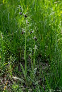 Tořič čmelákovitý Holubyho (Ophrys holubyana András.)
