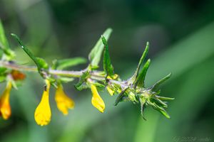 Černýš český (Melampyrum bohemicum)