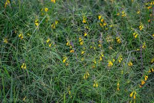 Černýš český (Melampyrum bohemicum)