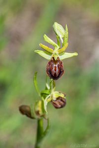 Tořič pavoukovitý (Ophrys sphegodes)