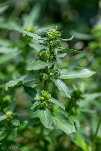 Bažanka roční (Mercurialis annua)