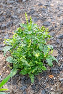 Bažanka roční (Mercurialis annua)
