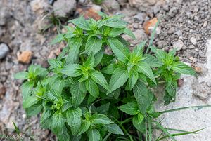 Bažanka roční (Mercurialis annua)