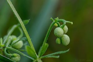 Svízel trojrohý (Galium tricornutum)