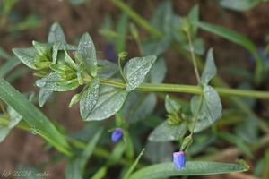 Drchnička modrá (Lysimachia foemina)