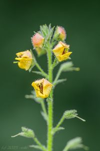 Divizna švábovitá (Verbascum blattaria)