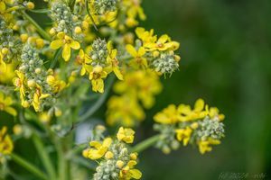 Divizna knotovitá (Verbascum lychnitis)