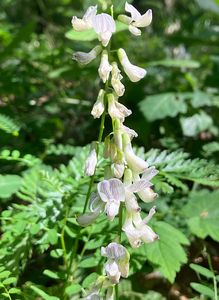 Vikev lesní (Vicia sylvatica L.)