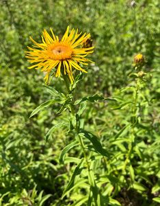 Oman vrbolistý (Inula  salicina L.)