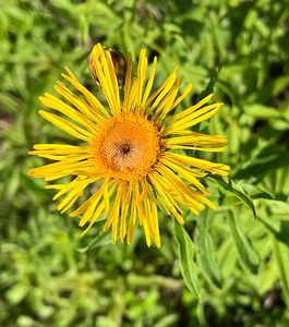 Oman vrbolistý (Inula  salicina L.)