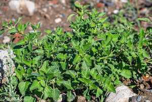 Lilek leskloplodý (Solanum nitidibaccatum)