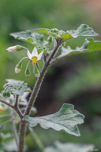 Lilek leskloplodý (Solanum nitidibaccatum)