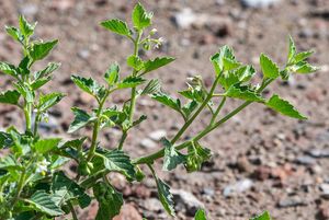 Lilek leskloplodý (Solanum nitidibaccatum)