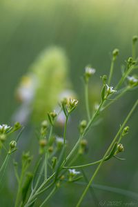 Lněnka lnolistá (Thesium linophyllon)