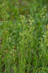 Lněnka lnolistá (Thesium linophyllon)
