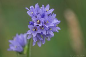 Zvonek hadincovitý (Campanula cervicaria)