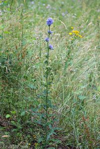 Zvonek hadincovitý (Campanula cervicaria)