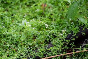 Svízel bahenní (Galium palustre)