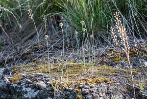 Česnek tuhý (Allium strictum)