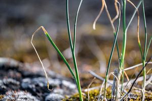 Česnek tuhý (Allium strictum)