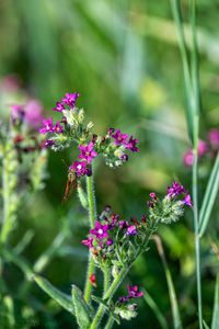 Pilát lékařský (Anchusa officinalis L.)