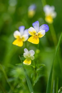Violka trojbarevná (Viola tricolor)