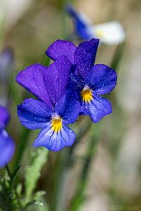 Violka trojbarevná (Viola tricolor)