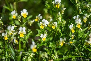 Violka trojbarevná (Viola tricolor)