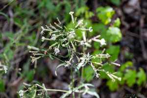 Silenka hajní (Silene nemoralis)