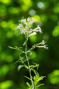 Silenka hajní (Silene nemoralis)