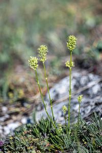 Silenka ušnice (Silene otites)