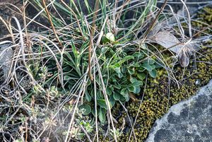 Silenka ušnice (Silene otites)