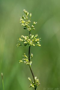 Silenka ušnice (Silene otites)