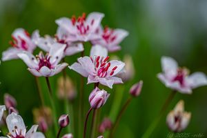 Šmel okoličnatý (Butomu umbellatus)