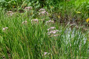 Šmel okoličnatý (Butomu umbellatus)