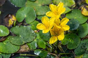 Plavín štítnatý (Nymphoides peltata)