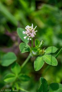 Jetel zvrhlý (Trifolium hybridum)