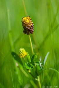 Jetel kaštanový (Trifolium spadiceum)