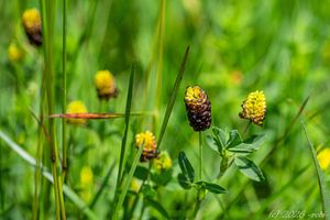 Jetel kaštanový (Trifolium spadiceum)