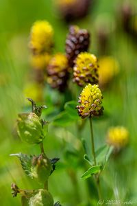 Jetel kaštanový (Trifolium spadiceum)