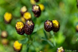 Jetel kaštanový (Trifolium spadiceum)