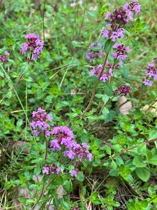 Mateřídouška vejčitá (Thymus pulegioides)
