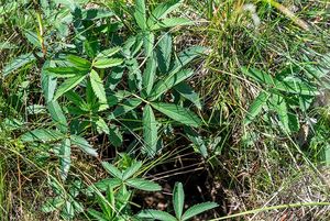 Mochna bahenní (Comarum palustre)