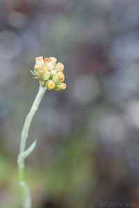 Protěž žlutobílá (Pseudognaphalium luteoalbum)