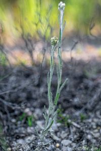 Protěž žlutobílá (Pseudognaphalium luteoalbum)